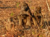 babouins Chobe FP